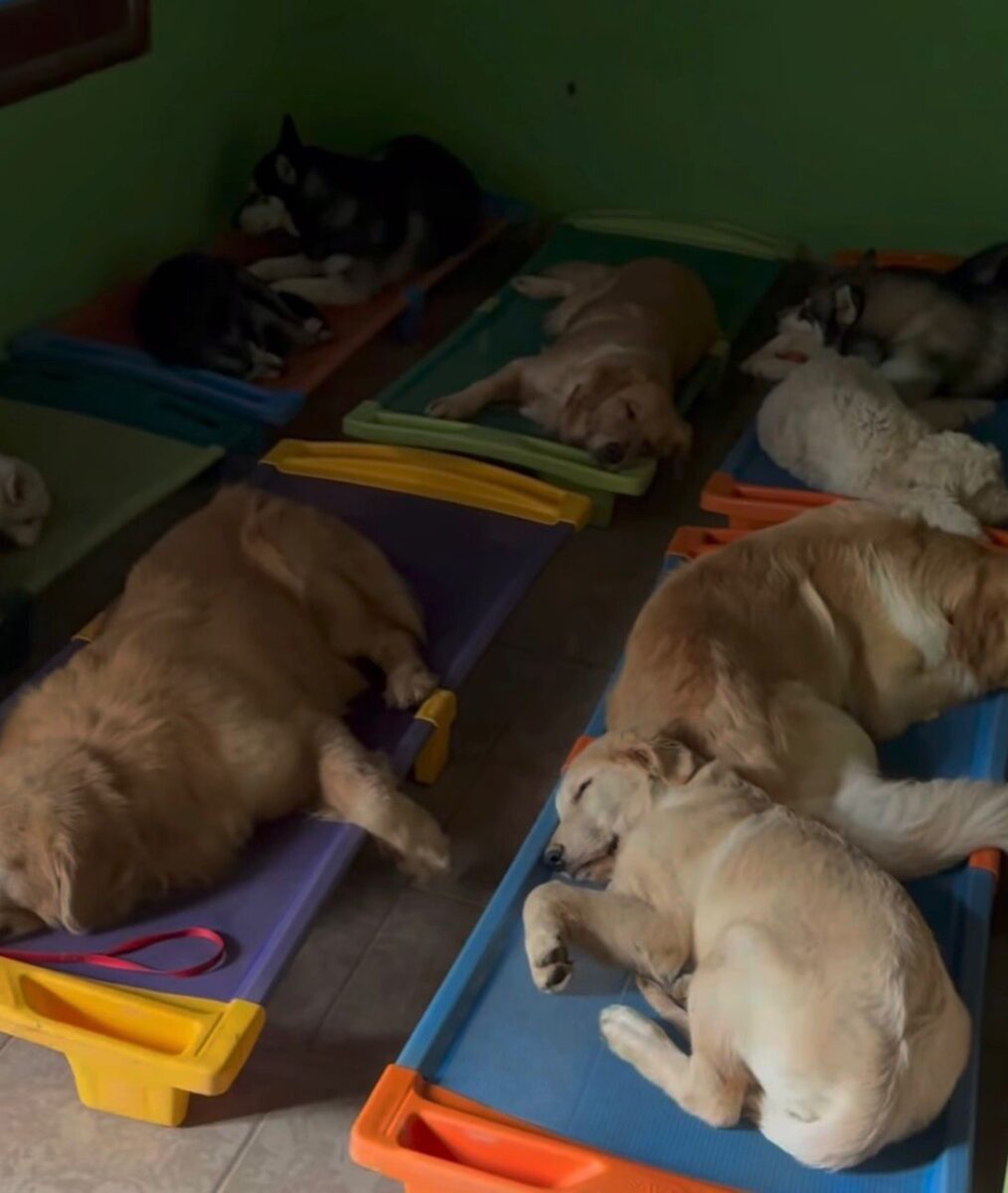 Momento fofura: creche em Rio Branco mostra "hora do cochilo" dos pets Momento fofura: creche em Rio Branco mostra “hora do cochilo” dos pets