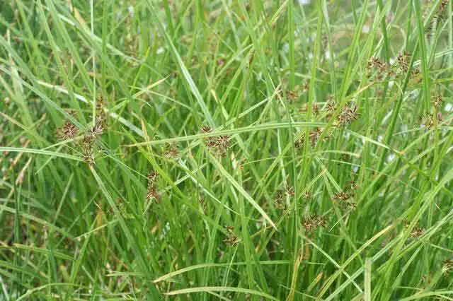 Estudo identifica mais de 30 espécies invasoras no Acre; veja quais O capim tiririca é originário da Ásia | Foto: Reprodução