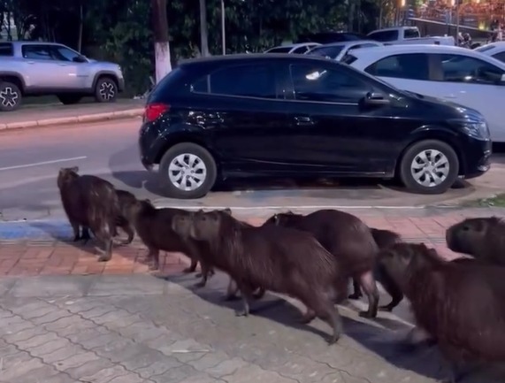 "Muito educadas": capivaras atravessam a rua de 'forma organizada' no Acre