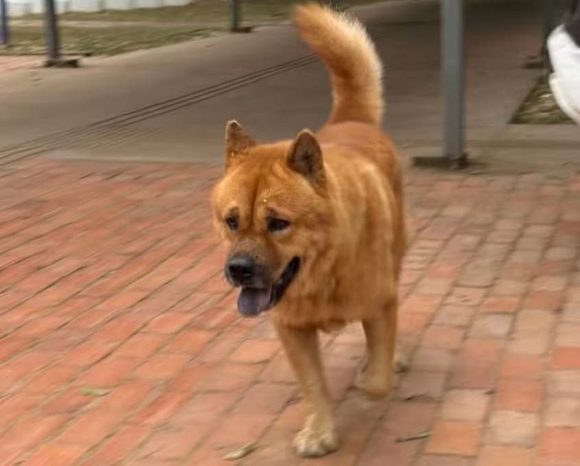 Cachorro é encontrado perdido na Estação Experimental em Rio Branco