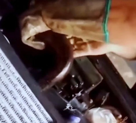 Pescador encontra jiboia coberta de óleo dentro de caminhonete