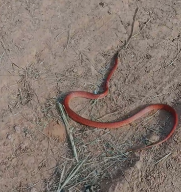 Cobra de coloração incomum chama atenção na zona rural de Rio Branco