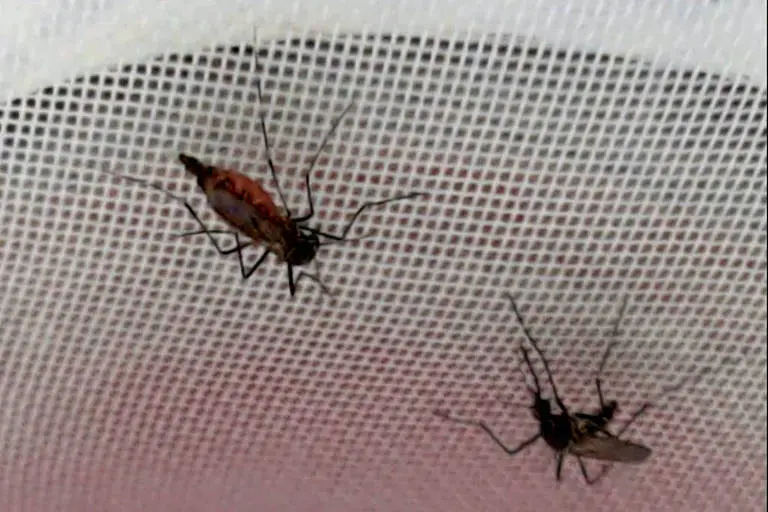 Alerta científico: mosquitos da dengue passam a preferir repelente