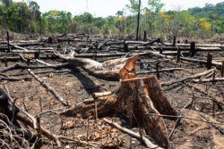 Avanço do desmatamento preocupa órgãos federais na Amazônia