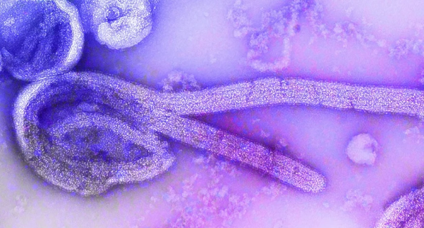 ebola