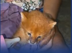 Mulher cria filhote achando ser gato e descobre animal silvestre