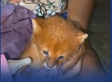 Mulher cria filhote achando ser gato e descobre animal silvestre