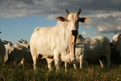 ContilNet Notícias - O seu portal de notícias do Acre Exportação de carne bovina no Acre já chega a quase US$ 15 milhões em 2026