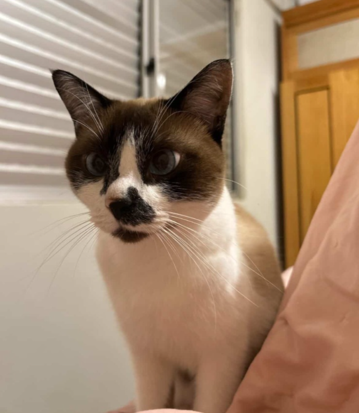 Família procura gato desaparecido e oferece recompensa em Rio Branco