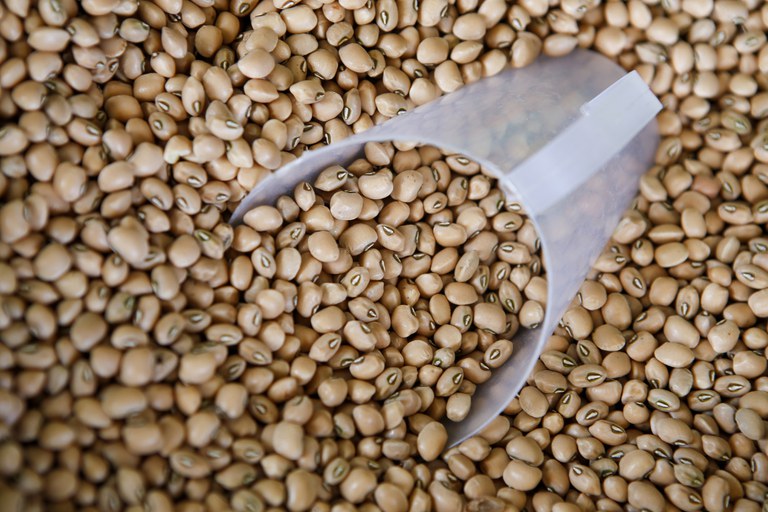 Acre tem novo zoneamento para cultivo de feijão-caupi na safra 2026/2027