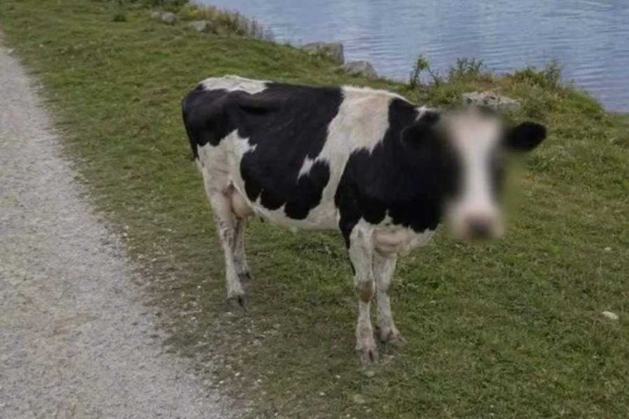 Google Maps “protege” vaca e imagem viraliza no X