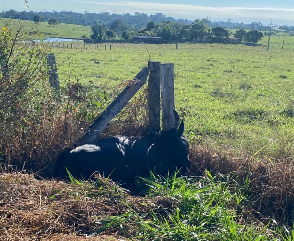 Moradores denunciam risco de choque em subestação após morte de vaca