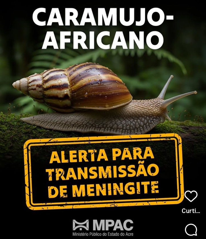 MPAC alerta população sobre riscos do caramujo-africano no Acre mp