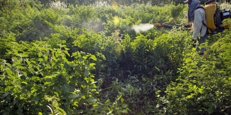 Governo vai monitorar presença de agrotóxico em bacias hidrográficas