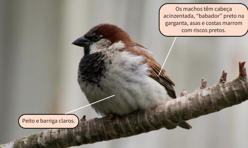 Estudo identifica mais de 30 espécies invasoras no Acre; veja quais O pardal é nativo da Europa e África Foto: Stefano Spiteri
