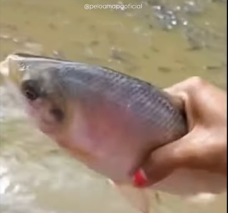 Mulher pega peixe com a mão em rio tomado por cardume na Amazônia