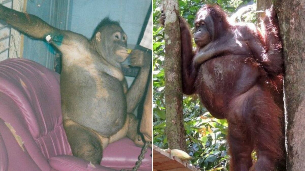 Em fevereiro de 2003, uma operação policial de alto risco na vila de Kareng Pangi, no centro da Indonésia, revelou uma realidade grotesca. Pony, uma jovem orangotango, era mantida em cativeiro em um bordel, onde era forçada a servir como "atração" para trabalhadores locais.