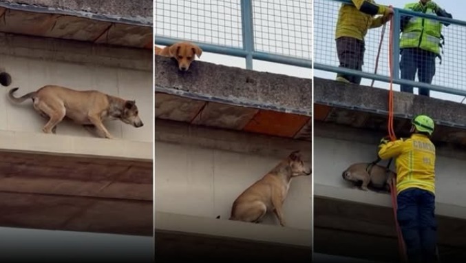 Cachorro caramelo fica preso em passarela e mobiliza bombeiros