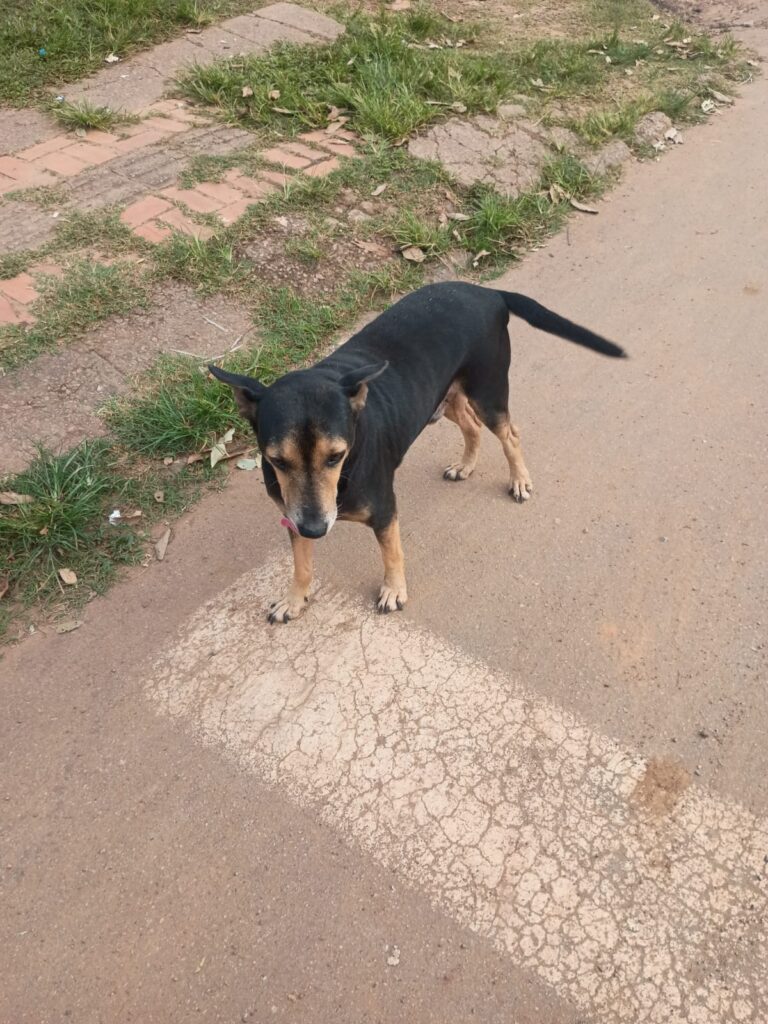 O cachorro atende pelo nome 'Robinho'
