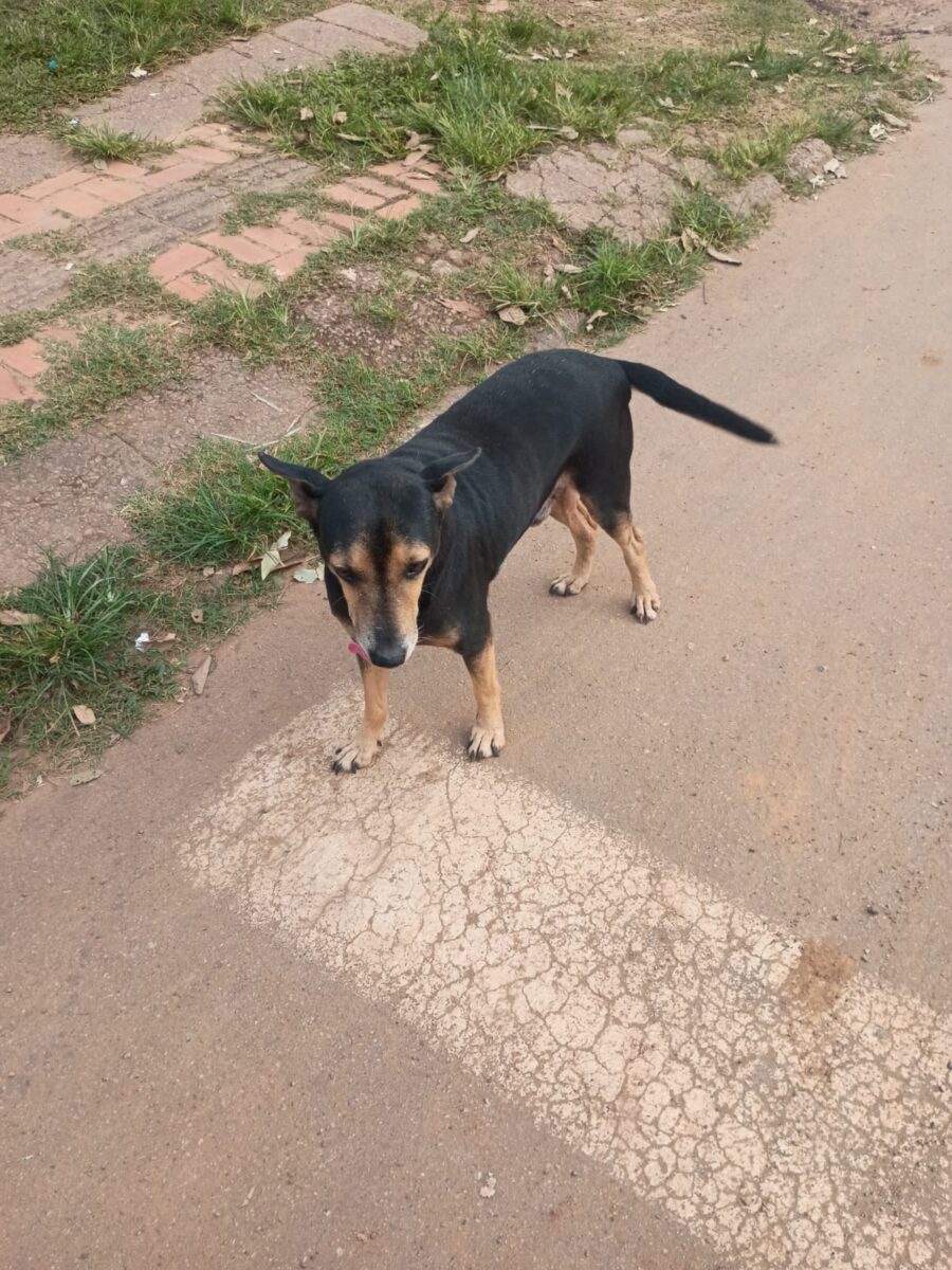 O cachorro atende pelo nome 'Robinho'