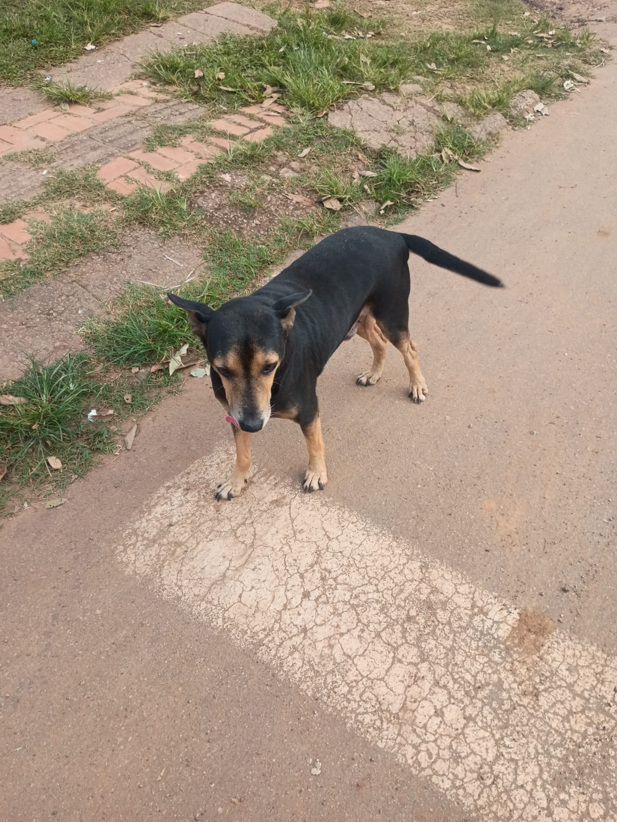 Tutores buscam por cachorro ‘Robinho’; há recompensa