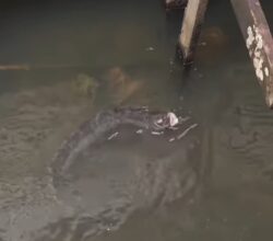 ContilNet Notícias - O seu portal de notícias do Acre Sucuri da Amazônia’? Morador fisga cobra gigante em lago e vídeo viraliza