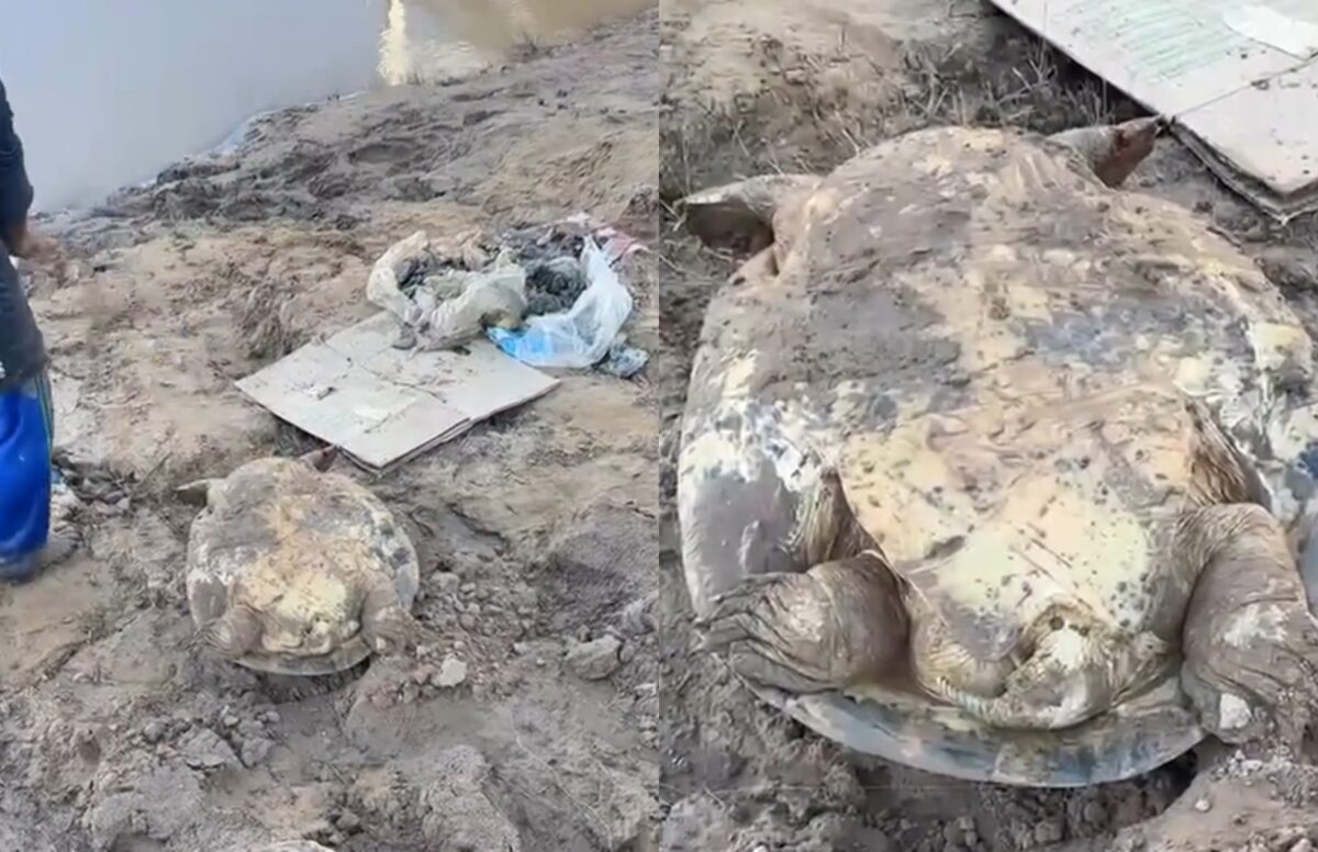 Tartaruga foi flagrada às margens do Rio Acre