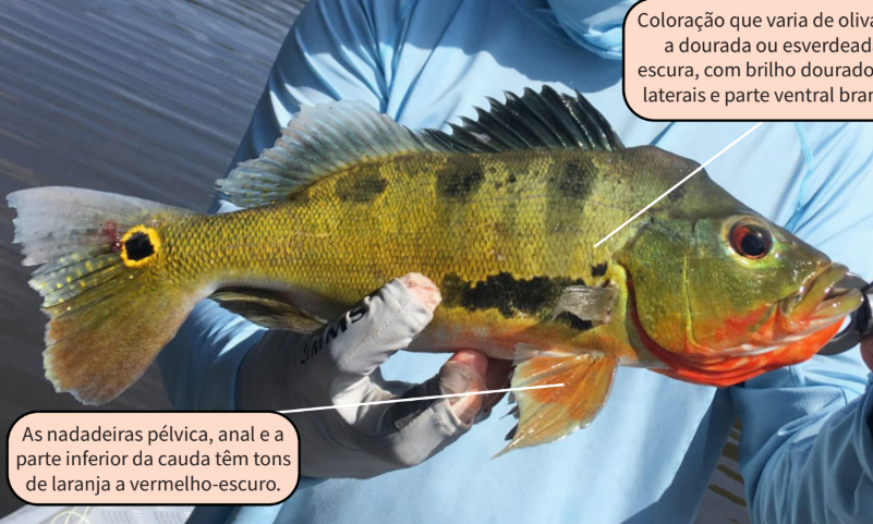 Estudo identifica mais de 30 espécies invasoras no Acre; veja quais Aquicultura e pescaesportiva.