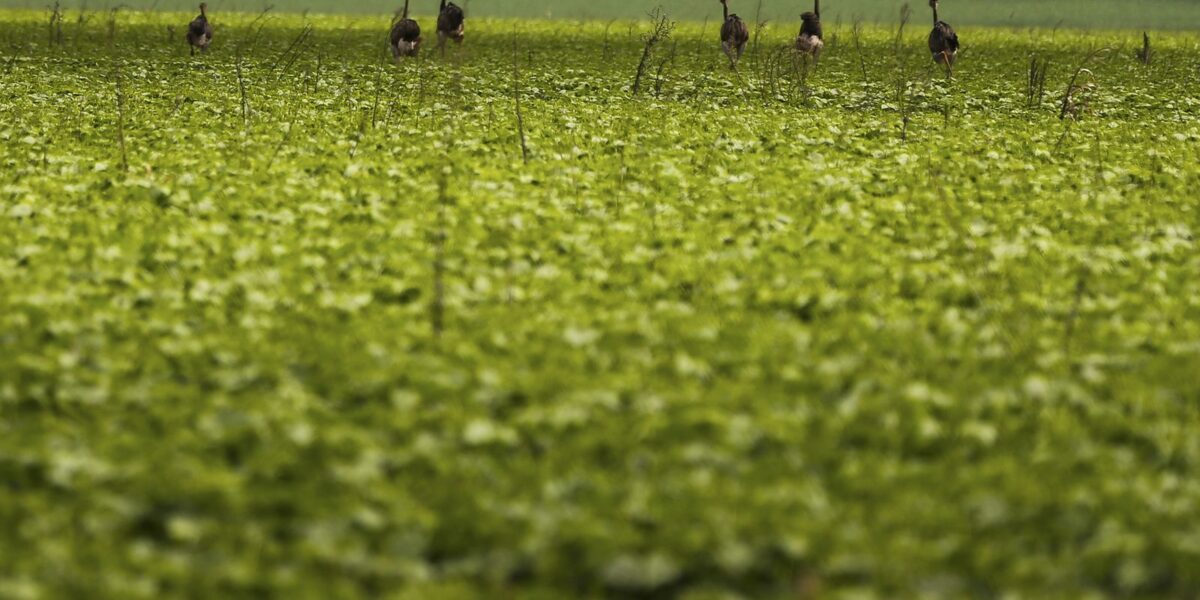 CMN passa a exigir fotos com localização comprovada em seguro rural