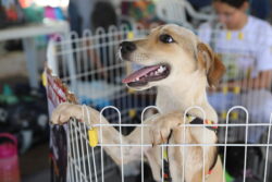 Aleac aprova projeto que garante alimentação para animais em situação de rua