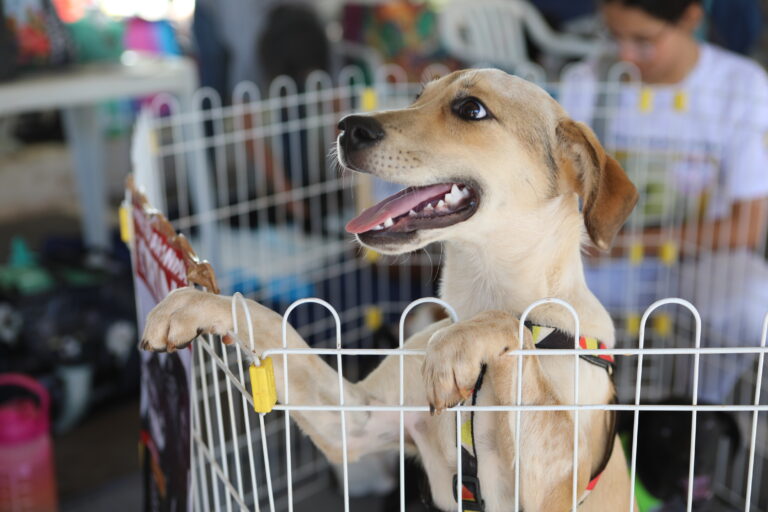 Aleac aprova projeto que garante alimentação para animais em situação de rua Aleac aprova projeto que garante alimentação para animais em situação de rua