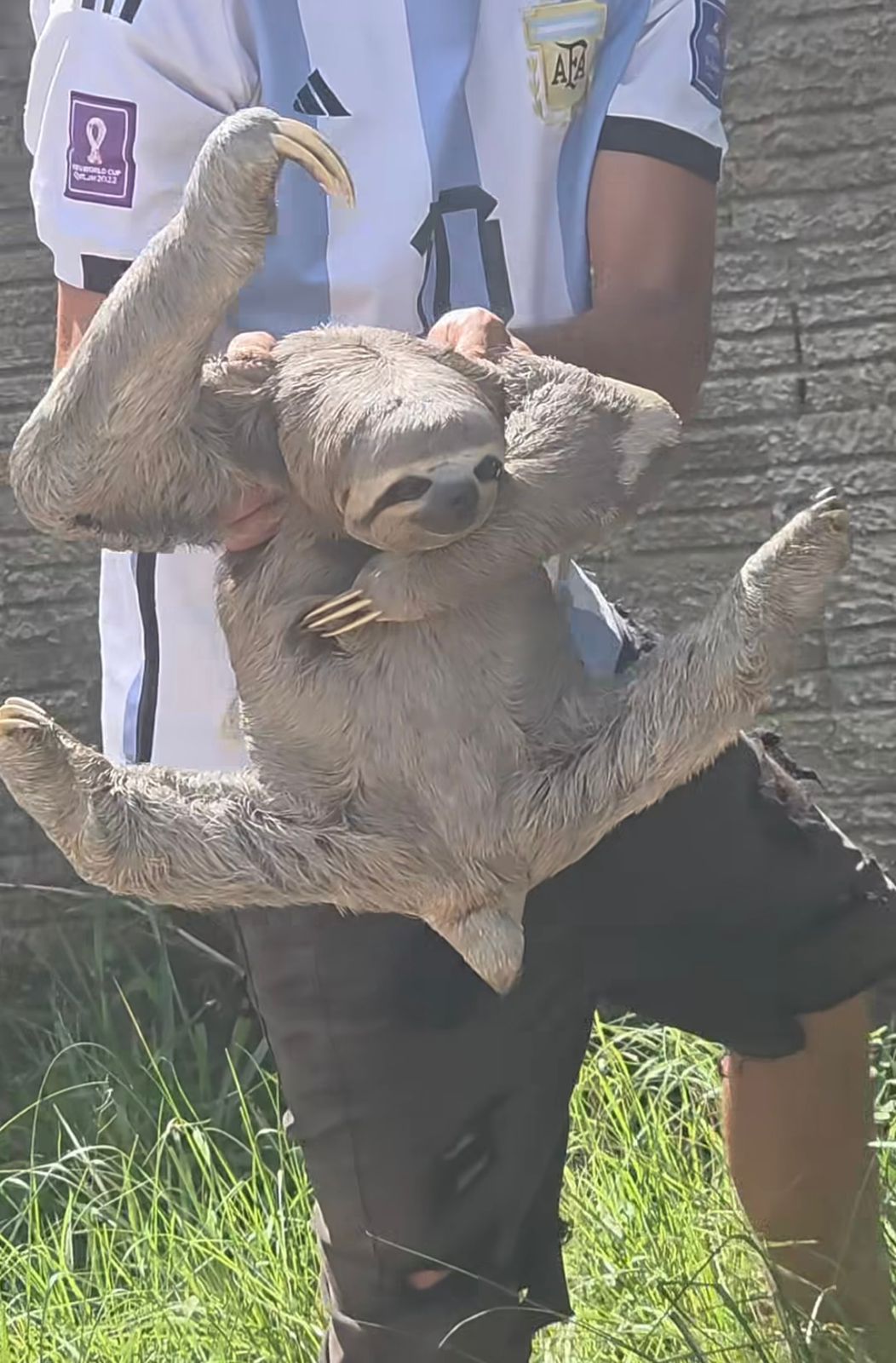 Bicho-preguiça é encontrado próximo a cemitério de Rio Branco e chama atenção Bicho-preguiça é encontrado próximo a cemitério de Rio Branco e chama atenção