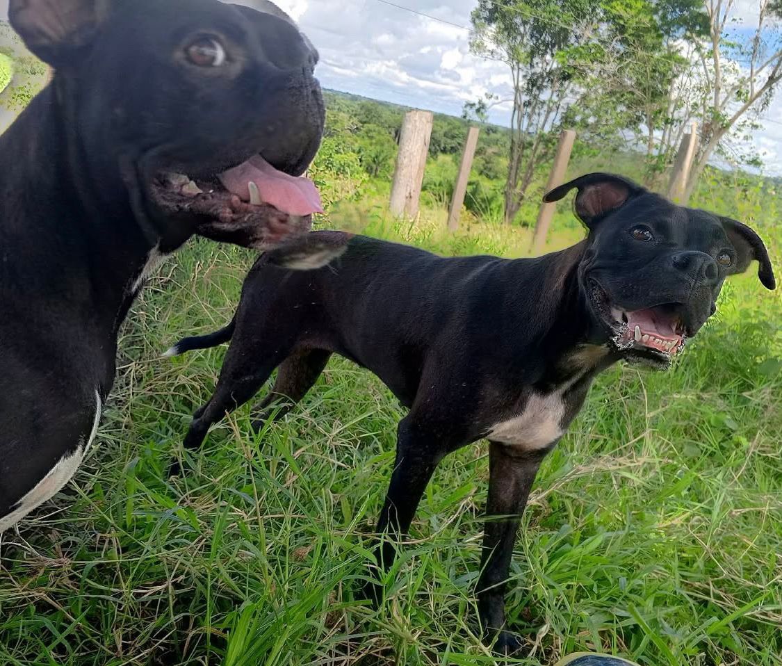 Família procura casal de cães desaparecidos em Rio Branco Família procura casal de cães desaparecidos em Rio Branco