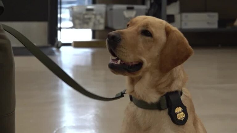 Cães policiais têm formatura nos EUA e devem trabalhar na segurança da Copa