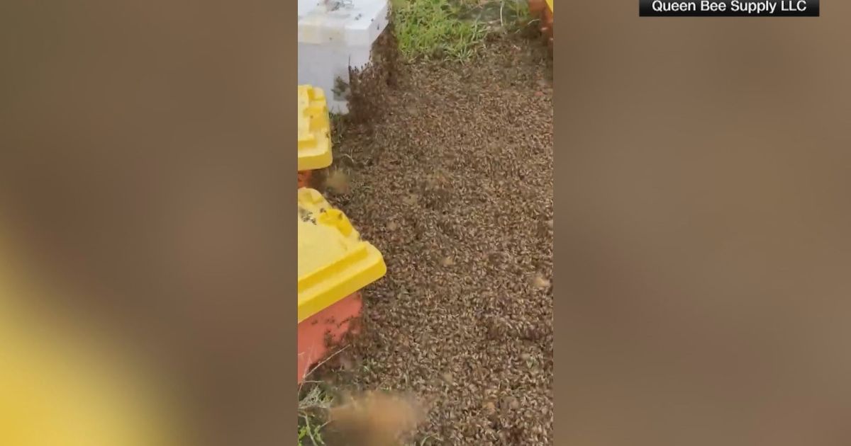 Vídeo: milhões de abelhas escapam após acidente de caminhão nos EUA Vídeo: milhões de abelhas escapam após acidente de caminhão nos EUA