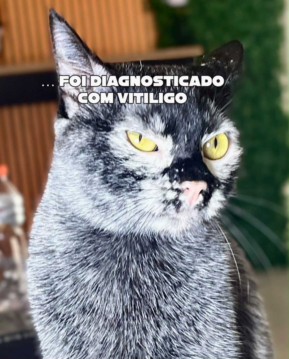 Jovem mostra transformação de gato preto que mudou de cor após diagnóstico de vitiligo