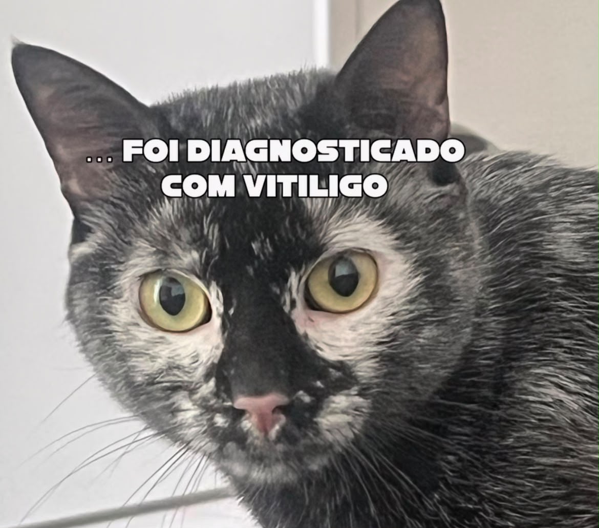 Jovem mostra transformação de gato preto que mudou de cor após diagnóstico de vitiligo