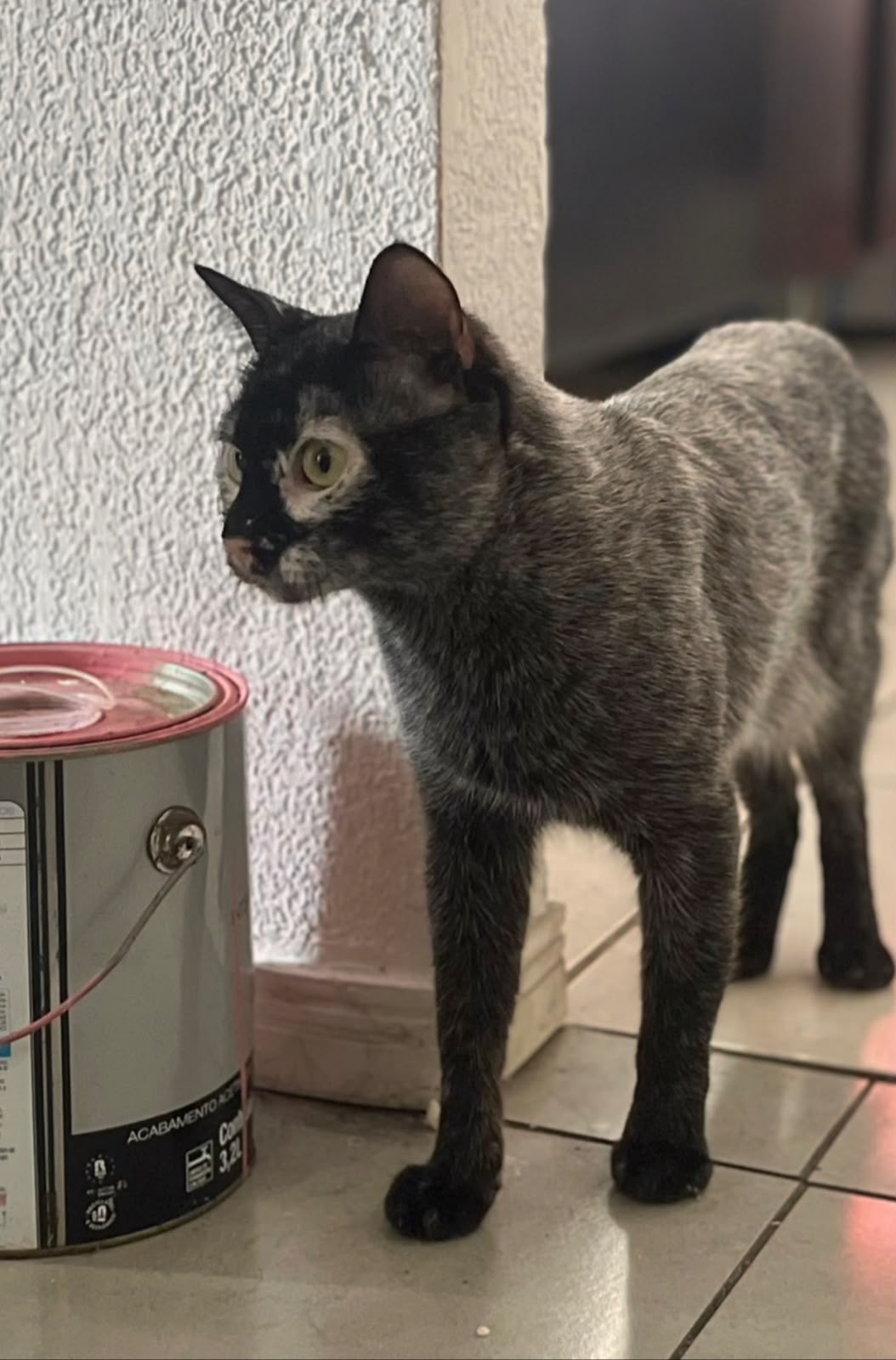 Jovem mostra transformação de gato preto que mudou de cor após diagnóstico de vitiligo