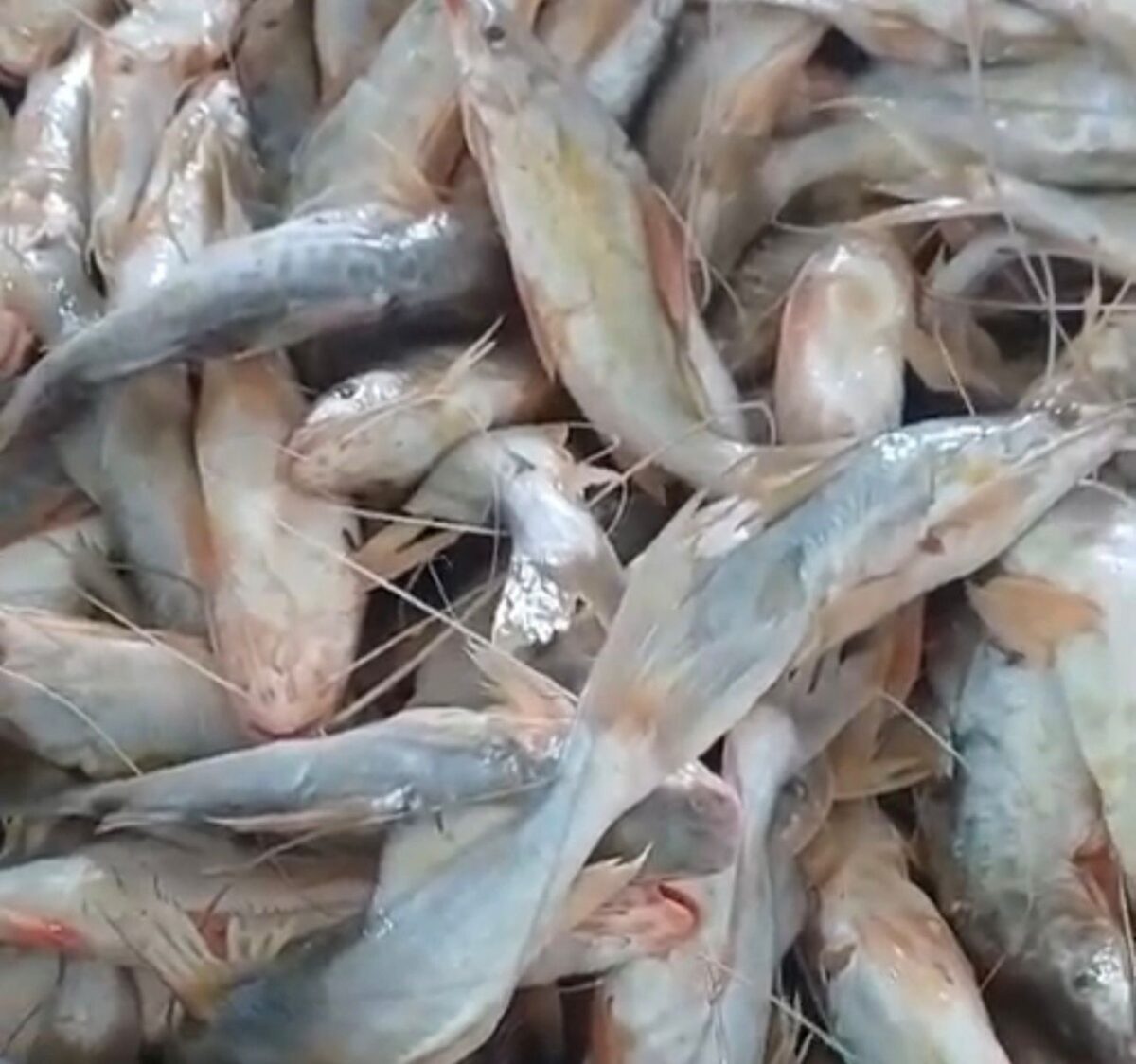 Os pescadores acreditam que o cenário pode melhorar nas próximas semanas,