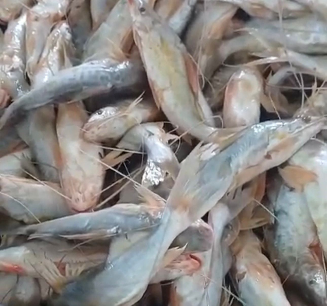 Após escassez, mandi volta a abastecer Mercado do Peixe em Sena Após escassez, mandi volta a abastecer Mercado do Peixe em Sena