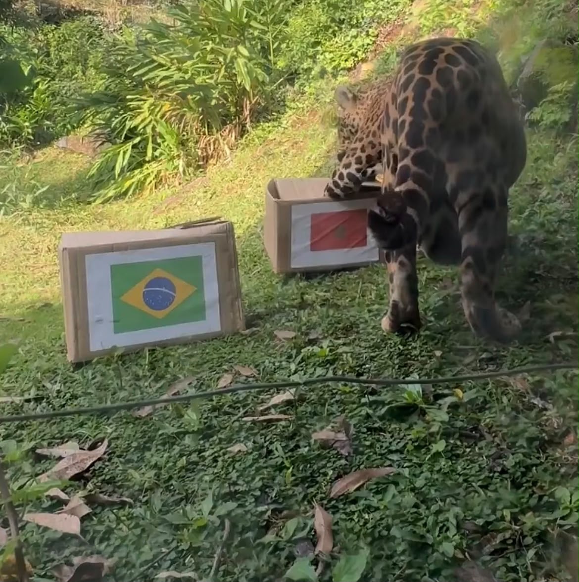 Onça-pintada que virou 'vidente' na última Copa do Mundo aponta vencedor de estreia do Brasil