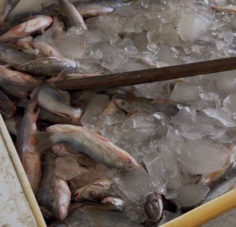 Mercado do Peixe de Sena Madureira recebe Piracema e reforça estoque