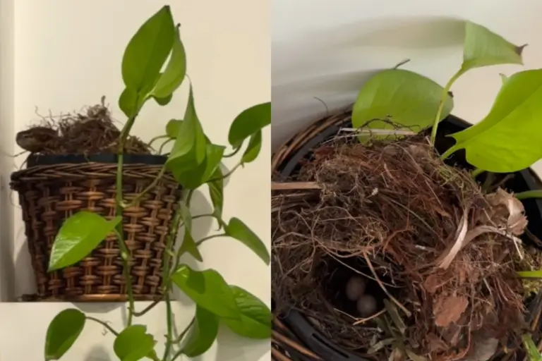 Passarinho faz ninho em vaso de planta dentro de casa e altera rotina de jornalista