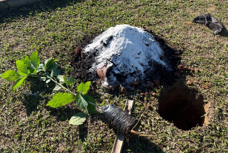 Mais sombra e lazer: praça de Rio Branco recebe 150 mudas de árvores