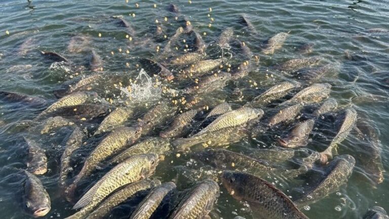 Consumo de peixes de cultivo cresce no primeiro semestre de 2026
