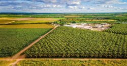 Saiba quanto as entidades do agro pediram para o Plano Safra