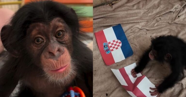Chimpanzé “místico” vira febre após acertar resultados da Copa do Mundo