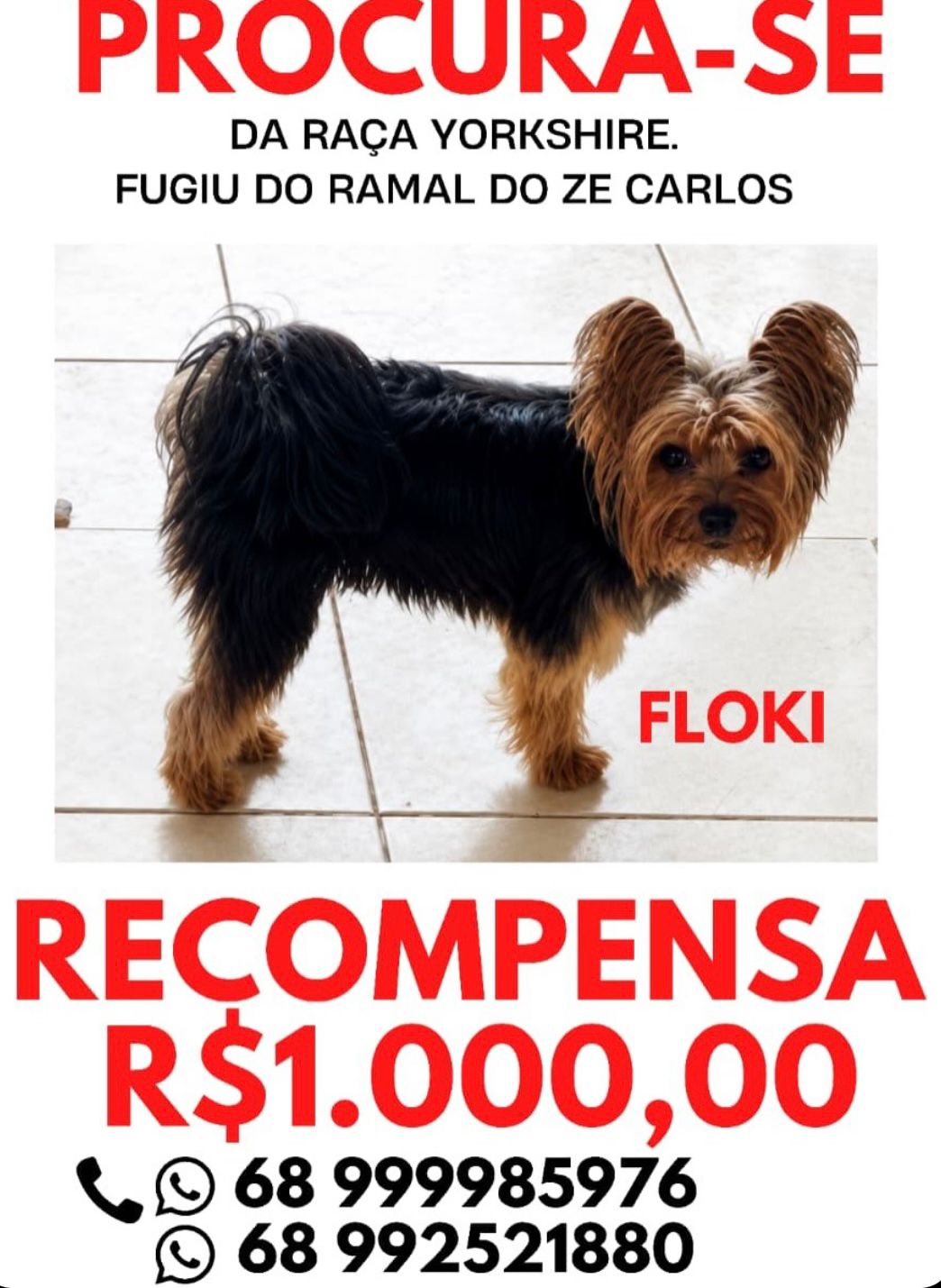 Cachorro desaparece em Rio Branco e família oferece recompensa