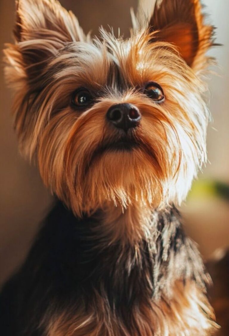 Cachorro desaparece em Rio Branco e família oferece recompensa