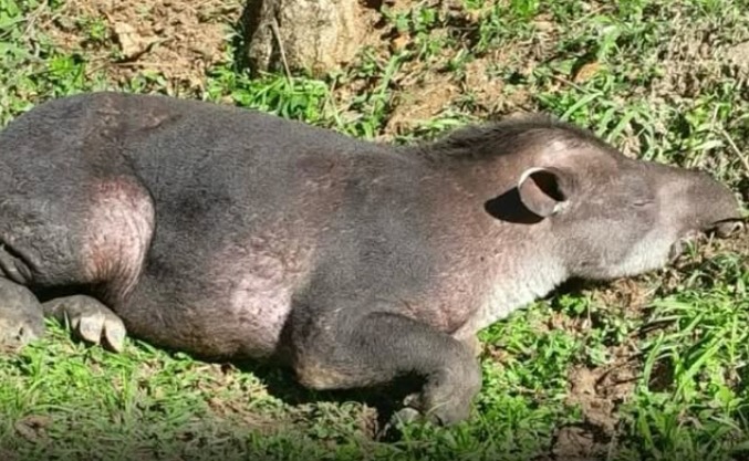 Anta batizada de Neymar morre após ser ferida por caçadores Anta batizada de Neymar morre após ser ferida por caçadores